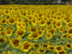Sunflowers at Jim Thompsons farm
