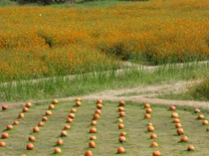 Pumpkins and orange flower fields