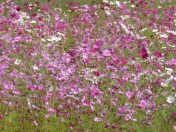 Purple flower field at Jim Thompson farm